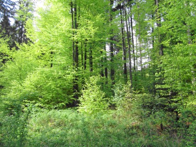 Mischwald
