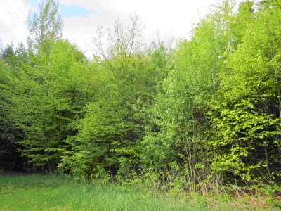 Waldrand
