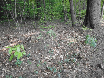 Waldverjüngung