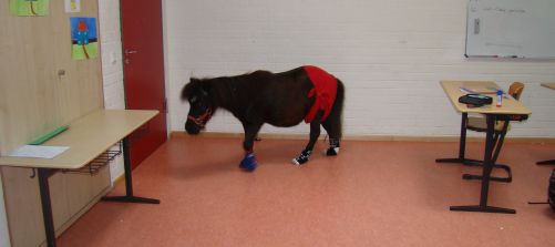 Pferd in der Schule